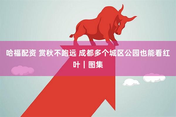 哈福配资 赏秋不跑远 成都多个城区公园也能看红叶｜图集